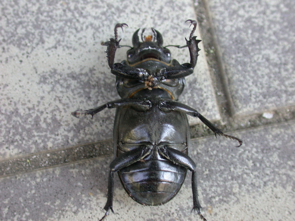 Sarebbe morto...? Lucanus tetraodon